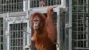 Orangutan bernama Elaine keluar kandang saat dilepasliarkan di Cagar Alam Hutan Pinus Jantho, Aceh Besar, Selasa (18/6/2019). Proses pelepasliaran dua orangutan digelar BKSDA Aceh bersama SOCP. (CHAIDEER MAHYUDDIN/AFP)