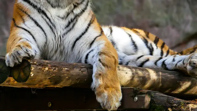 Kebun Binatang Jual Urin Harimau