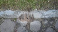 Sarang semut membentuk lafaz Allah di Bukittinggi (Liputan6.com / Surya Purnama)