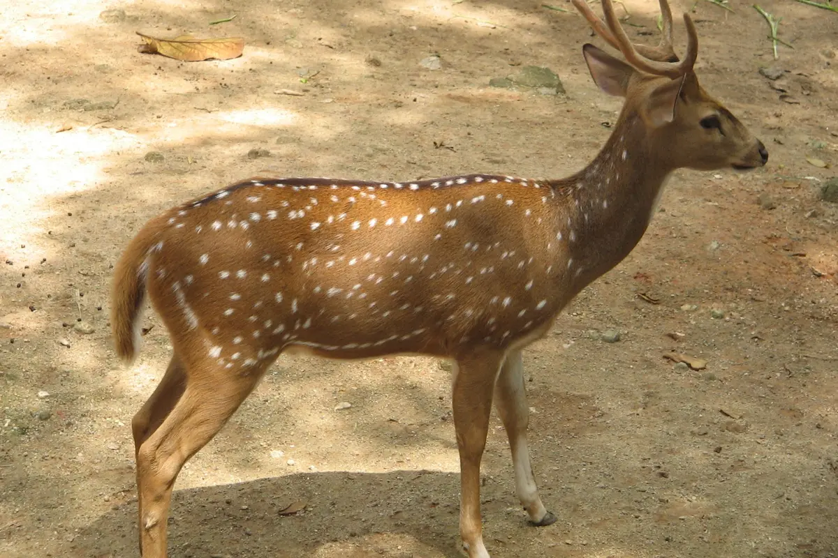 [Bintang] Rusa