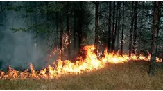 Sekitar 50 persen Bukit atau Puncak Habibie yang berada di perbatasan Kecamatan Cisolok, Kabupaten Sukabumi dengan Kabupaten Bayah-Banten hangus terbakar. Membakar hampir separuh kawasan tersebut.