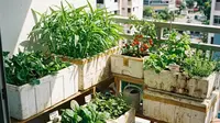 Cara Membuat Kebun Sayur Mini di Balkon dengan Box Styrofoam, Solusi Lahan Terbatas