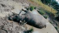 Kerbau mati di Kabupaten Kuansing karena terinfeksi virus sapi ngorok. (Liputan6.com/Istimewa)