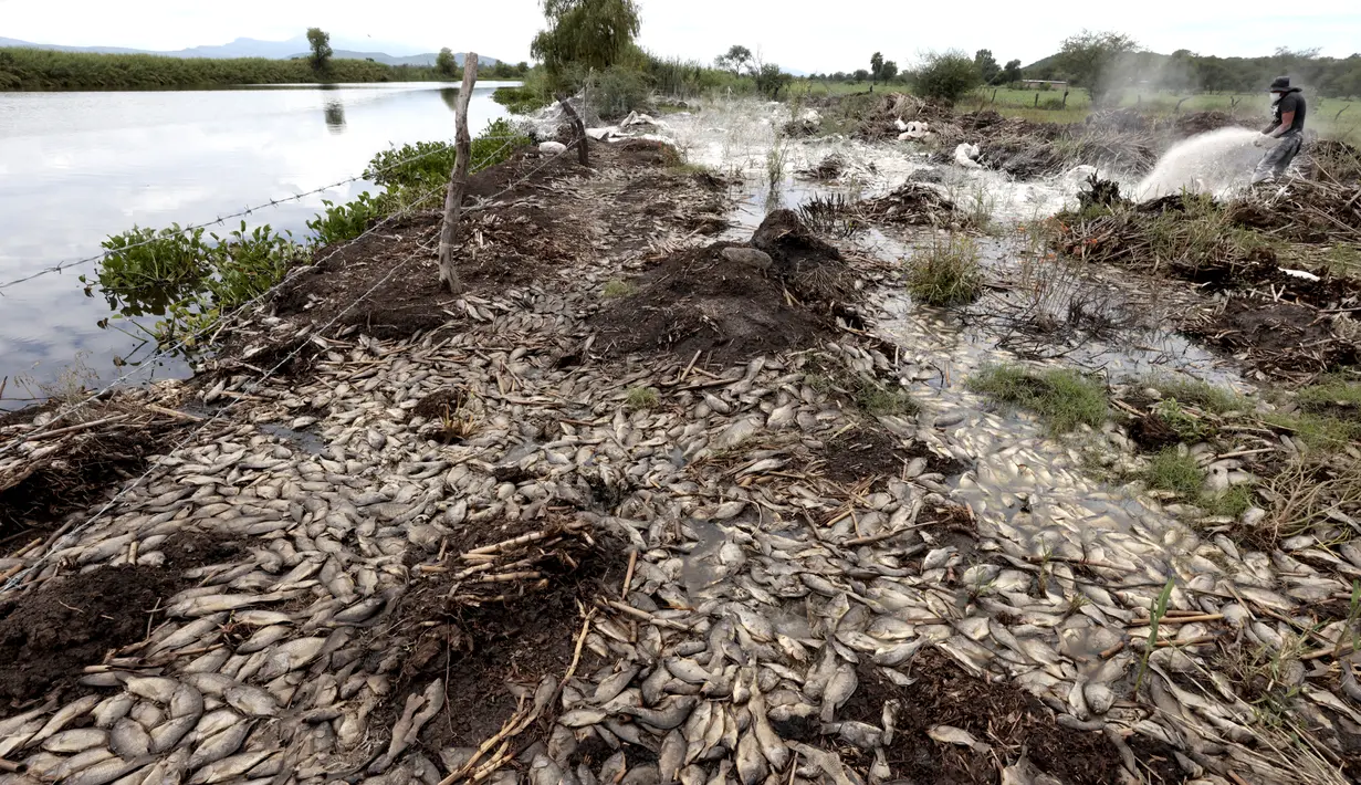 Sampel telah diambil dari sungai untuk menentukan penyebab berton-ton ikan mati, menurut media setempat. (ULISES RUIZ / AFP)