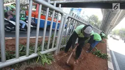 Pekerja menanam tanaman di sepanjang kolong pembatas jalan Koridor XIII, Jakarta, Senin (18/9). Penanaman bertujuan menata kembali pembatas jalan yang sempat rusak akibat pembangunan jalur Transjakarta Koridor XII. (Liputan6.com/Immanuel Antonius)