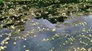Foto dari udara menunjukkan pemandangan bunga Ottelia acuminata di Sungai Chengjiang di Kota Daxing yang berada di Wilayah Otonom Etnis Yao Du'an, Daerah Otonom Etnis Zhuang Guangxi, China selatan (28/10/2020). (Xinhua/Lu Boan)