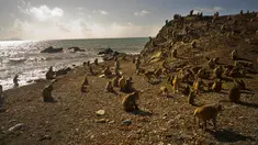 Kawanan monyet berada di sekitar Cayo Santiago, yang dikenal sebagai Pulau Monyet di Puerto Rico, 4 Oktober 2017. Pulau ini merupakan rumah bagi sekitar 400 monyet yang awalnya dibawa dari India untuk tujuan penelitian pada tahun 1938. (AP/Ramon Espinosa)