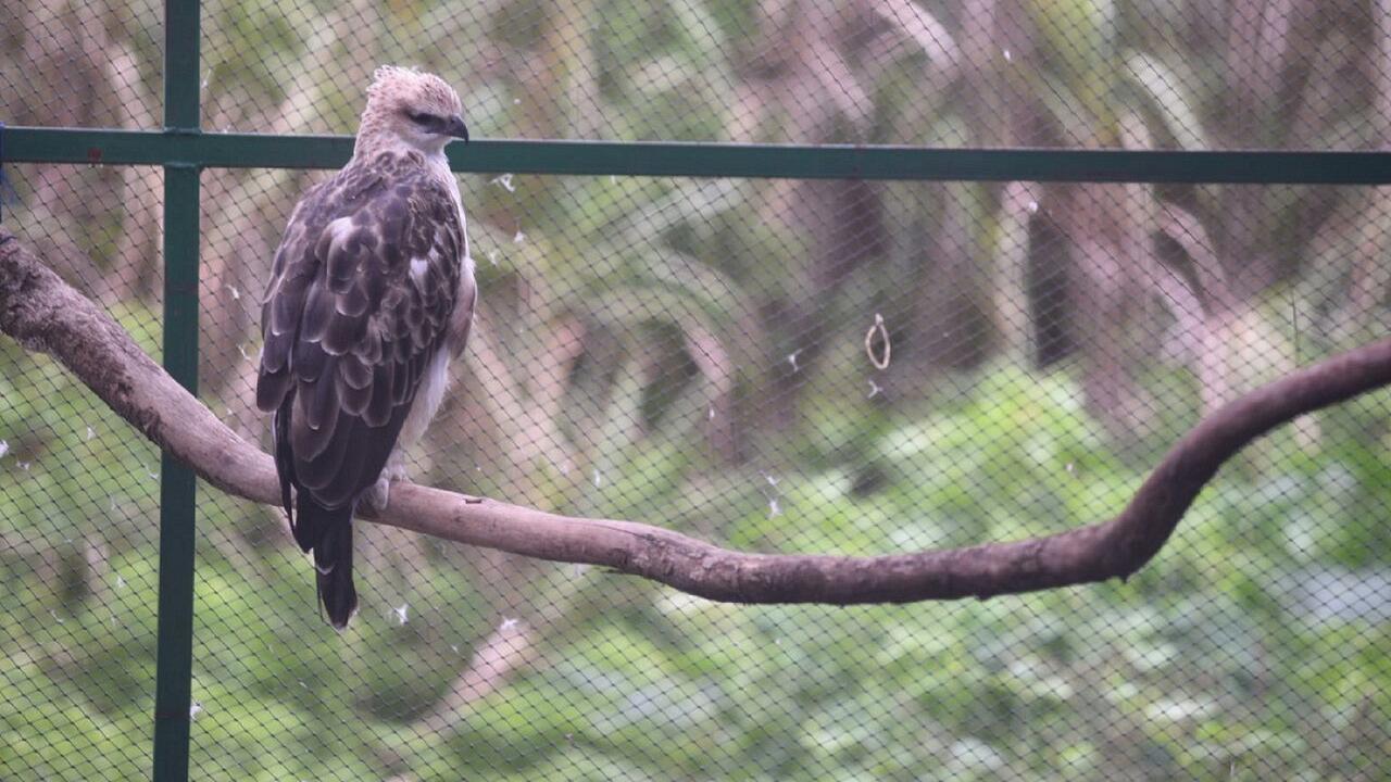 Penampakan Elang di Wisata Edukasi Pusat Konservasi Kamojang