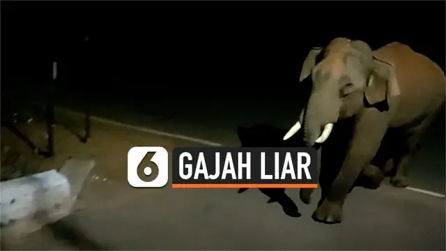 VIDEO: Gajah Liar Mendadak Masuk Desa, Warga Panik Ketakutan