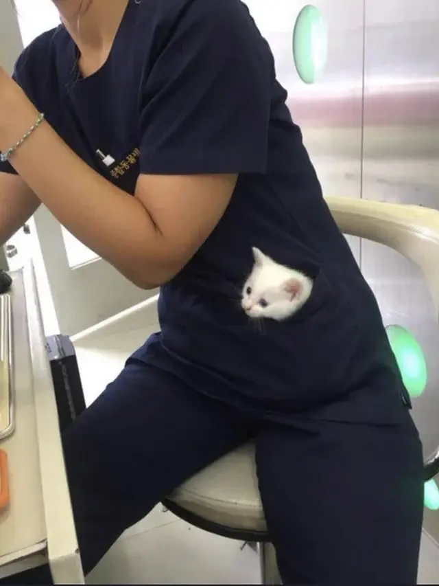 Potret 6 Anak Kucing Masuk Saku Kantong Baju dan Celana Ini Bikin Gemas