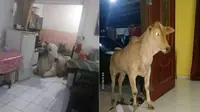 6 Potret Sapi Masuk Rumah Ini Bikin Bingung Cara Usirnya