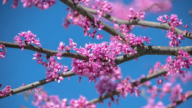Eastern Redbud (Cercis canadensis)