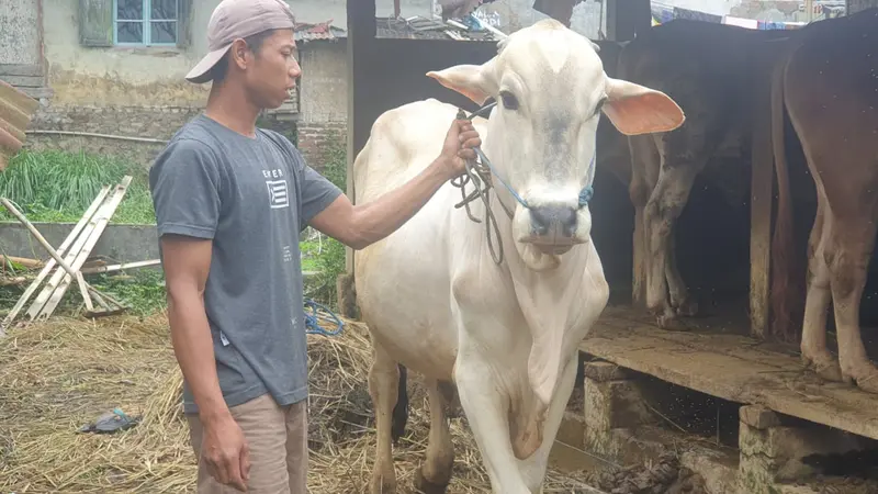 Seorang peternak di Garut, Jawa Barat, tengah menunjukan salah satu sapi peliharannya di depan calon pembeli dalam momen Idul Adha 1443 H tahun ini. (Liputan6.com/Jayadi Supriadin)