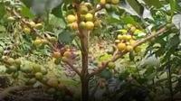 Kopi Arabika Yellow Caturra dan Yellow Bourbon termasuk varietas langka di Indonesia,dan di pasaran tergolong kelas premium.