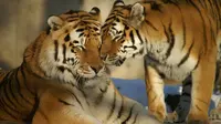 Ilustrasi dua ekor harimau (dok HanSolo/pixabay.com)