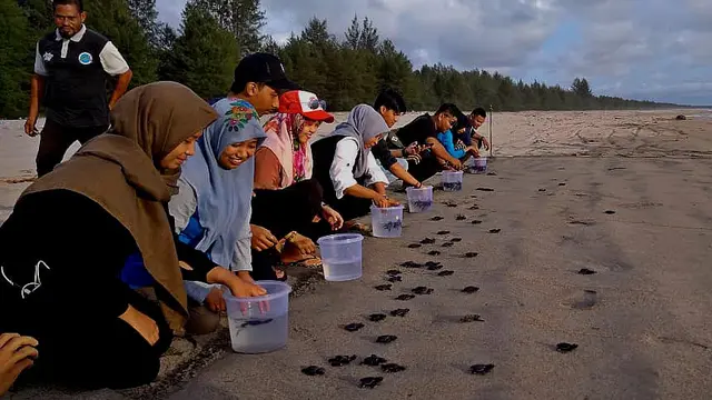 Kegiatan melepasliarkan 93 ekor tukik jenis penyu lekang atau bernama latin Lepidochelys olivacea yang baru menetas (Liputan6.com/Rino Abonita)