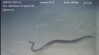 Ilmuwan Kaget, Ular Laut Ini Bisa Menyelam di Kedalaman 246 Meter