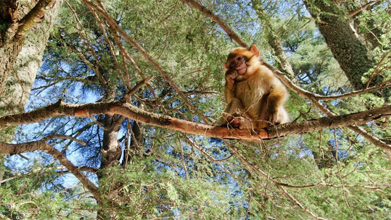 Hutan Fantastis,  Azrou Cedas Forest, Maroko