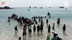Bayi ikan paus bungkuk terdampar di pantai Rio de Janeiro. Pengunjung pantai beramai-ramai mengembalikan paus ke laut.