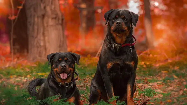 Rottweilers