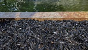 Petugas Penanganan Prasarana dan Sarana Umum (PPSU) mengangkat jaring berisi ikan sapu-sapu di kawasan Setu Babakan, Jakarta Selatan, Jumat (17/4/2026). Operasi penangkapan ikan sapu-sapu dilakukan serentak di lima wilayah DKI Jakarta. (merdeka.com/Arie Basuki)