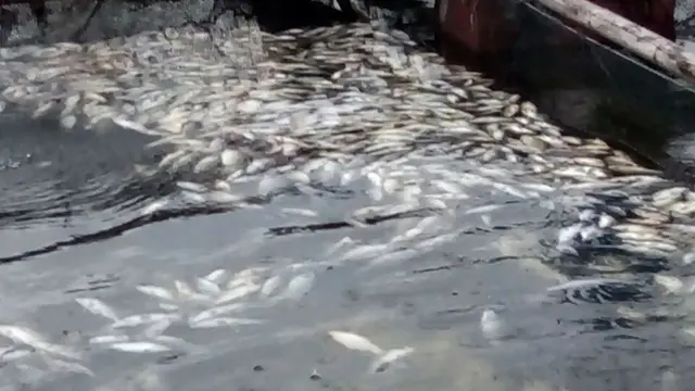 Ikan mati massal