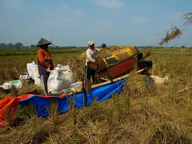 Petani memanen padi jenis Jarong (unggulan) di Kawasan Bekasi-Jakarta, Selasa (2/7/2019). Hasil panen padi kali ini para petani kurang memuaskan akibat cuaca yang tidak menentu dan serangan hama. (merdeka.com/Imam Buhori)