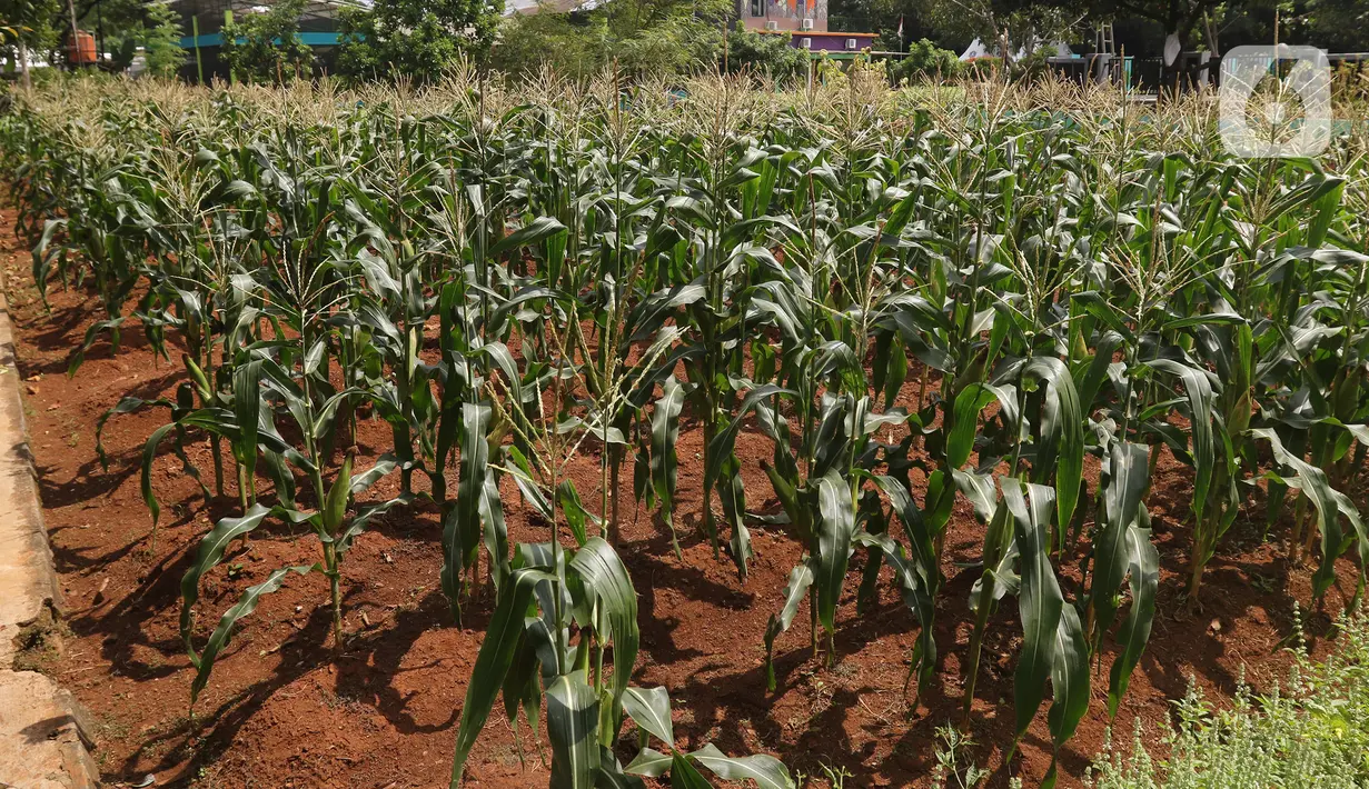 Suasana Agro Edukasi Wisata Ragunan, Jakarta, Sabtu (16/1/2021). Agro Edukasi Wisata Ragunan diminati warga pada akhir pekan setelah Mentan Syahrul Yasin Limpo meresmikan tempat edukasi dan wisata yang menerapkan konsep pertanian permakultur pertama di Indonesia itu. (Liputan6.com/Herman Zakharia)