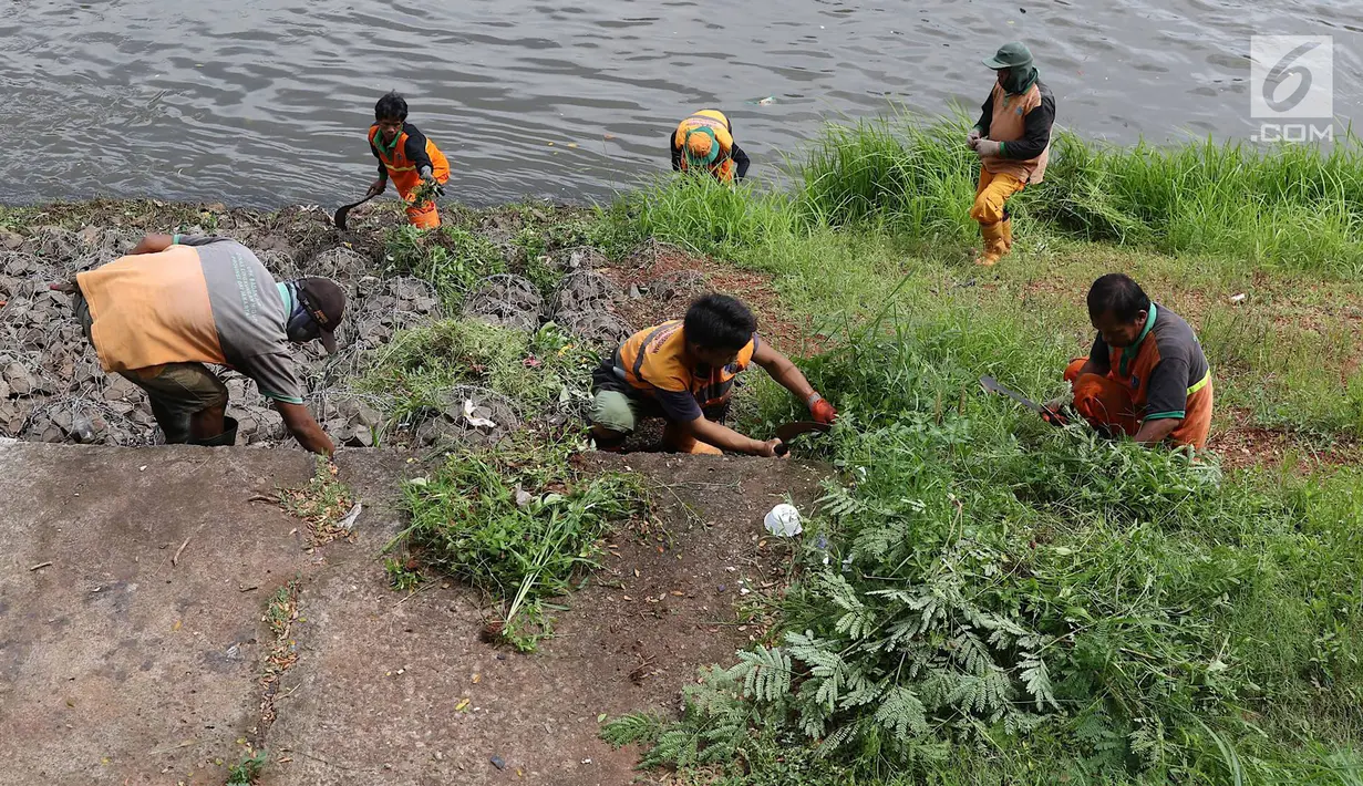 Petugas memotong rumput dengan arit di sepanjang bantaran Kanal Banjir Timur (KBT), Jakarta, Selasa (12/3). Tidak adanya mesin pemotong rumput menyebabkan para petugas melakukan perawatan rutin dengan alat seadanya. (Liputan6.com/Immanuel Antonius)