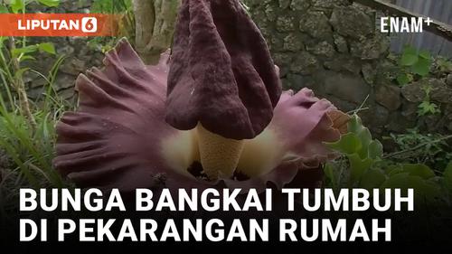 VIDEO: Bikin Geger, Warga Temukan Bunga Bangkai Tumbuh di Pekarangan Rumah
