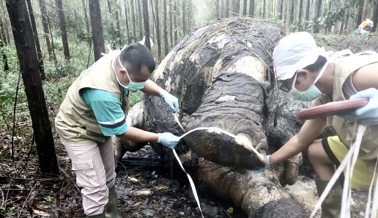 Dokter hewan melakukan pembedahan atau nekropsi pada gajah Sumatera yang ditemukan mati mengenaskan di Bengkalis, Riau (20/11/2019). Hasil pemeriksaan, petugas menemukan bekas potongan pada tulang tempat gading menyatu. (Indonesian Natural Resourches Co/AFP)