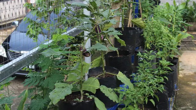 Kampung Hijau Kemuning Tangerang Sulap Lahan Sempit Jadi Makin Produktif