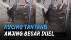 Seekor kucing tidak takut menantang seekor anjing besar .