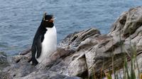 Penguin Rockhopper memanjat tebing di Pulau Kidney, Kepulauan Falkland (Malvinas), Stanley, Inggris, 9 Oktober 2019. Di wilayah Inggris di Samudra Atlantik Selatan tersebut terdapat penguin jenis King, Rockhopper, Gentoo, Magellanic, dan Macaroni. (Pablo PORCIUNCULA BRUNE/AFP)
