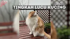 Seekor kucing terlihat kebingungan melihat hujan salju