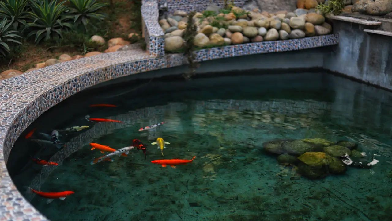 kolam ikan