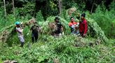 Anggota Badan Narkotika Nasional (BNN) memusnahkan tanaman ganja saat penggerebekan pada jalur hutan di Lamteuba, Provinsi Aceh, 18 Mei 2022. (CHAIDEER MAHYUDDIN/AFP)