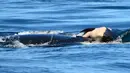 Paus pembunuh dengan julukan J35 membawa bangkai bayinya di sekitar pantai British Columbia, Kanada, Selasa (24/7). J35 membawa bayinya yang mati sesaat setelah dilahirkan. (Michael Weiss/Center for Whale Research via AP)