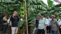 Pj Gubernur Sulbar Bahtiar mengunjungi sentra pembibitan Pisang Cavendish di Kecamatan Mare Kabupaten Bone, Sulsel (Foto: Liputan6.com/Istimewa)