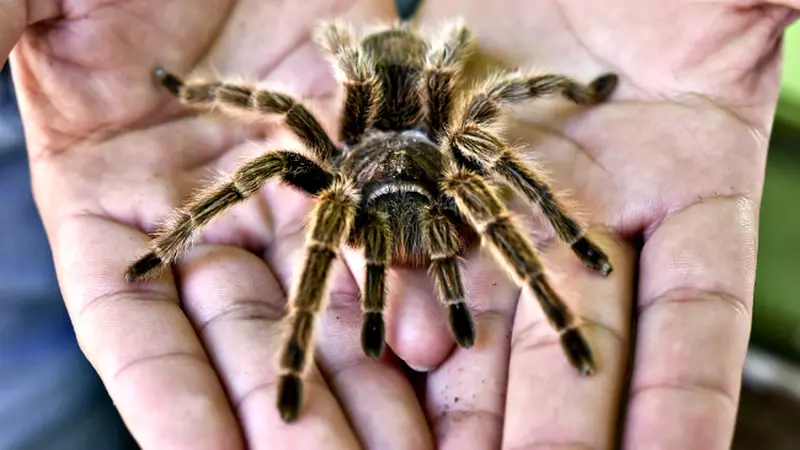 Tarantula