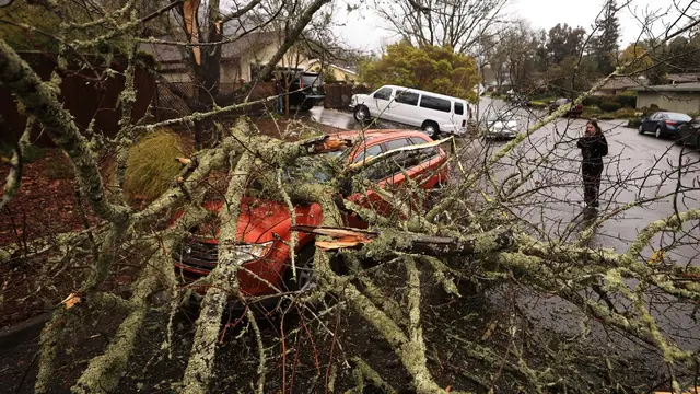Selasa, 21 Maret 2023, setelah pohon jatuh di Monte Verde Drive, Santa Rosa, California. Tidak ada yang terluka.