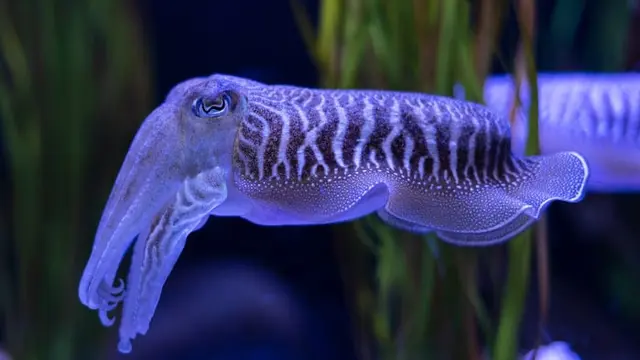 Pengertian Hewan Mollusca