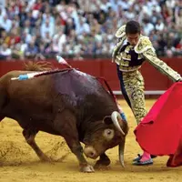 Banteng dan matador. foto: rica-rica.com