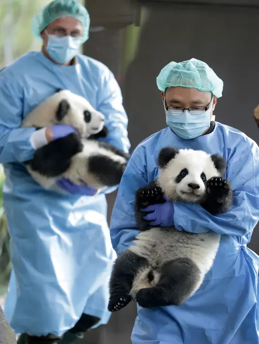 Penjaga kebun binatang membawa panda kembar Meng Yuan dan Meng Xiang di Berlin Zoo, Berlin, Jerman, Rabu (29/1/2020). Panda kembar yang dijuluki Pit dan Paule oleh pengasuhnya ini adalah panda pertama yang lahir di Jerman. (AP Photo/Michael Sohn)