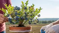 Cara Menanam Blueberry di Dataran Rendah Pakai Pot, 7 Langkah Mudah Anti Gagal