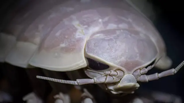 isopoda raksasa/ Giant Isopod