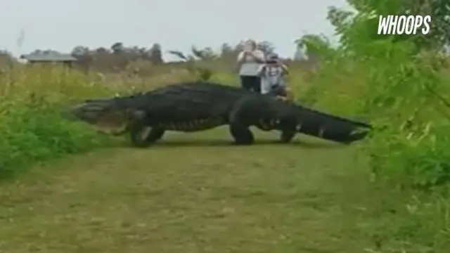 Aligator jantan sepanjang 4 meter muncul di sebuah tempat wisata kawasan Florida, Amerika Serikat