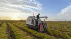 Seorang warga desa memanen padi di sebuah sawah di wilayah Yongji, Jilin, Provinsi Jilin, China timur laut, 16 September 2020. Sawah-sawah di Jilin telah memasuki musim panen. (Xinhua/Zhang Nan)