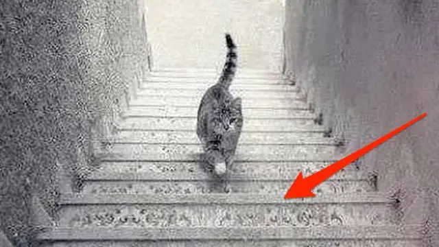 Kali ini, netizen sedunia sedang saling berbantahan soal foto seekor kucing. Kucing berwarna abu-abu itu berada di sebuah tangga. Masalahnya, orang-orang berdebat dia sedang turun atau menaiki tangga.