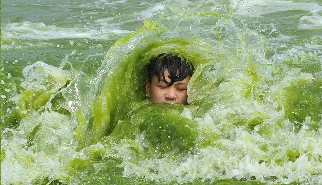 Seorang anak berenang di pantai yang dipenuhi tanaman ganggang di Qingdao , Provinsi Shandong , China , (18/7). Ganggang yang berbahaya bisa mengeluarkan racun yang melukai manusia, ikan, kerang-kerangan beserta hewan laut lain, dan burung. (Reuters)